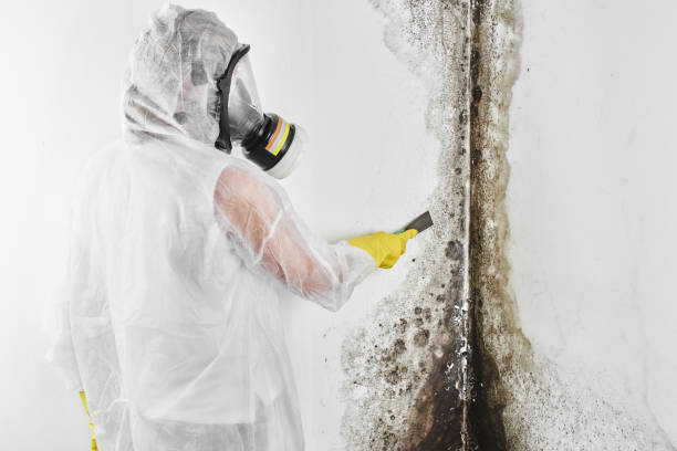 Best Basement Mold Remediation in Bowling Green, MO