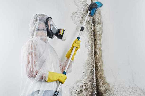 Best Mold Remediation for Schools in Bowling Green, MO