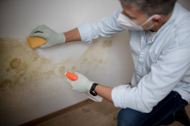 Best Health and Safety Mold Remediation in Bowling Green, MO