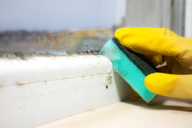 Best White Mold Remediation in Bowling Green, MO