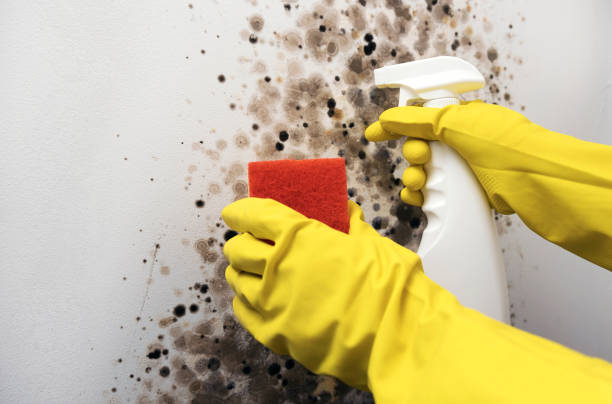Best Health and Safety Mold Remediation in Bowling Green, MO
