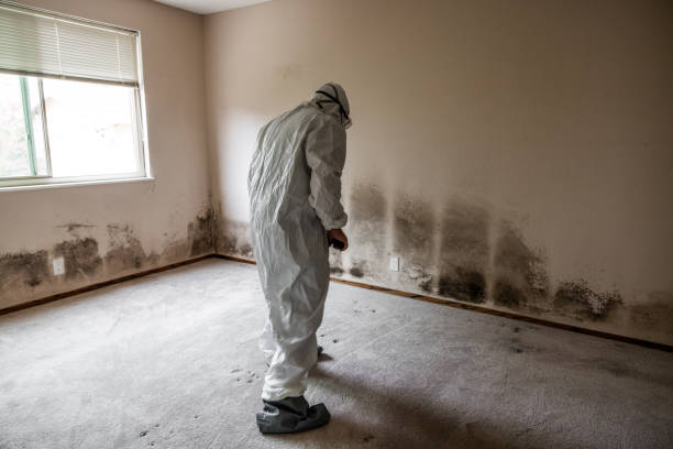 Best Post-Flood Mold Remediation in Bowling Green, MO