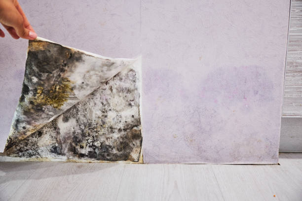 Best Insurance-Related Mold Remediation in Bowling Green, MO